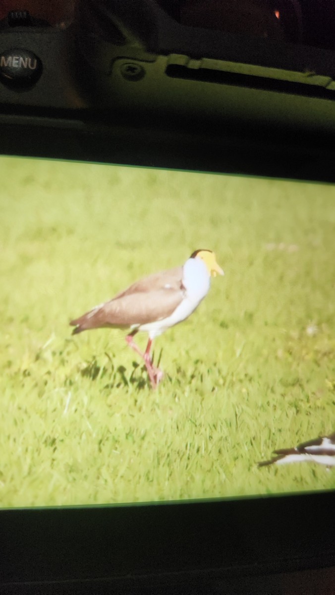 Masked Lapwing - Kevin Bartram