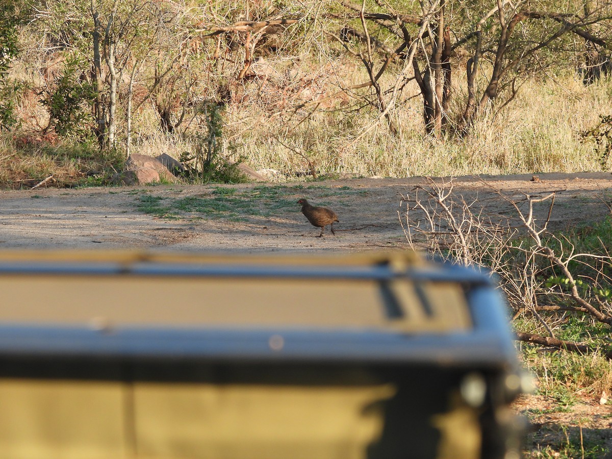 Swainson's Spurfowl - ML642802010