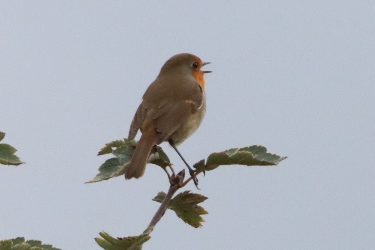 European Robin - ML642802027