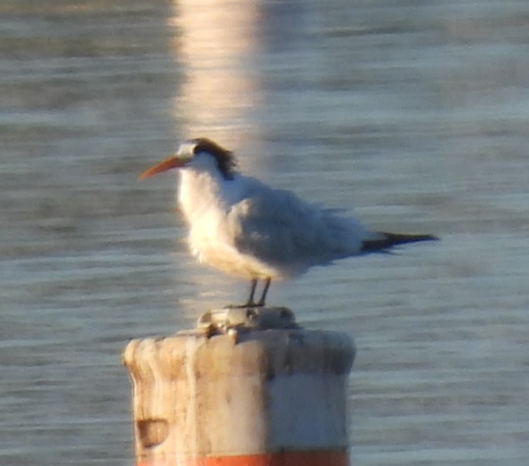 Elegant Tern - ML642802038