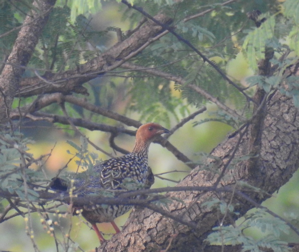 Painted Francolin - ML642802039