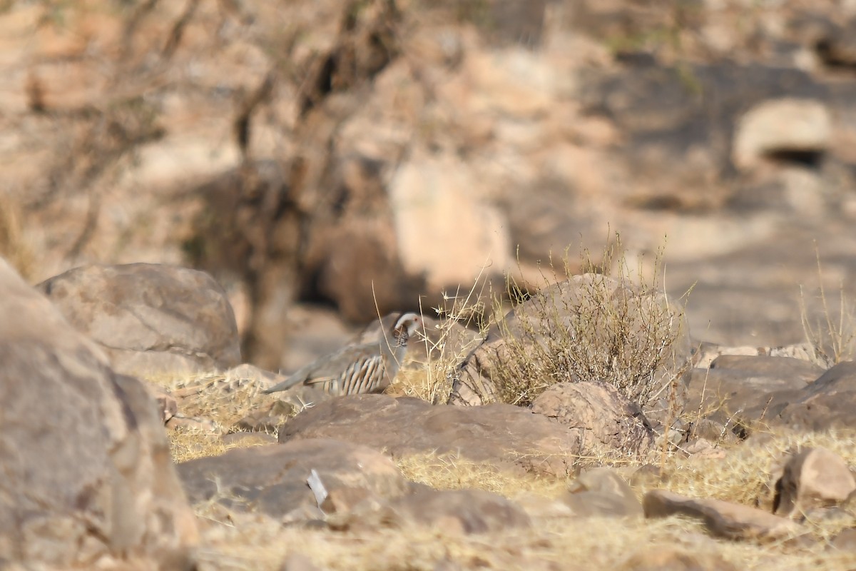 Barbary Partridge - ML642802048
