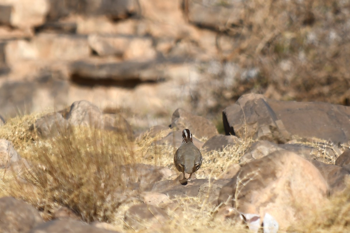 Barbary Partridge - ML642802049