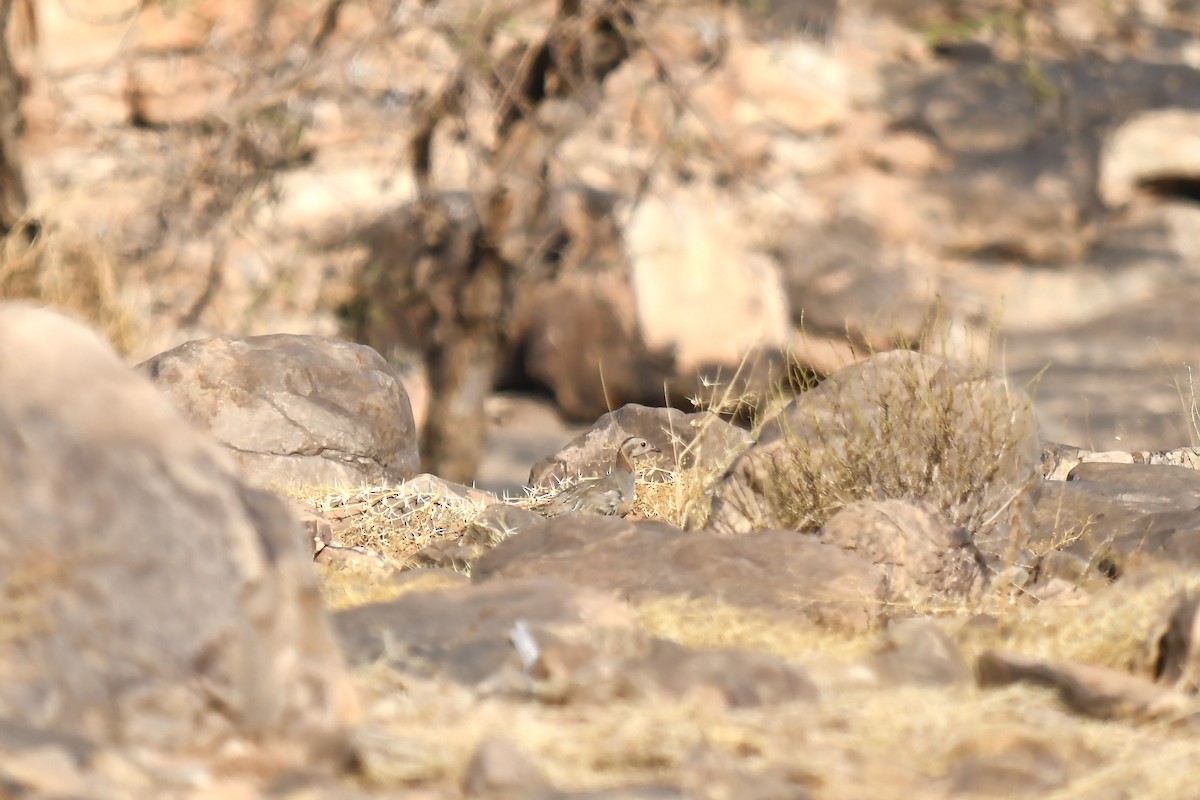 Barbary Partridge - ML642802051
