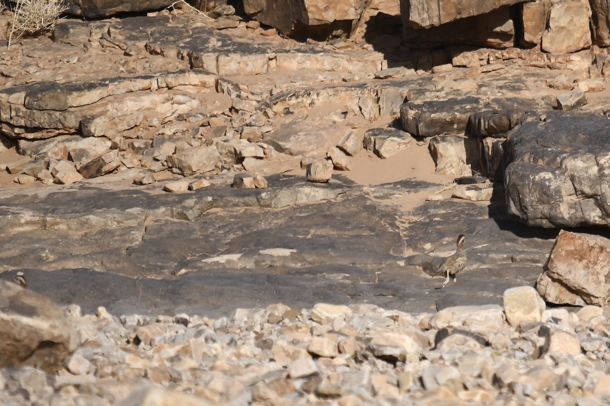 Barbary Partridge - ML642802055