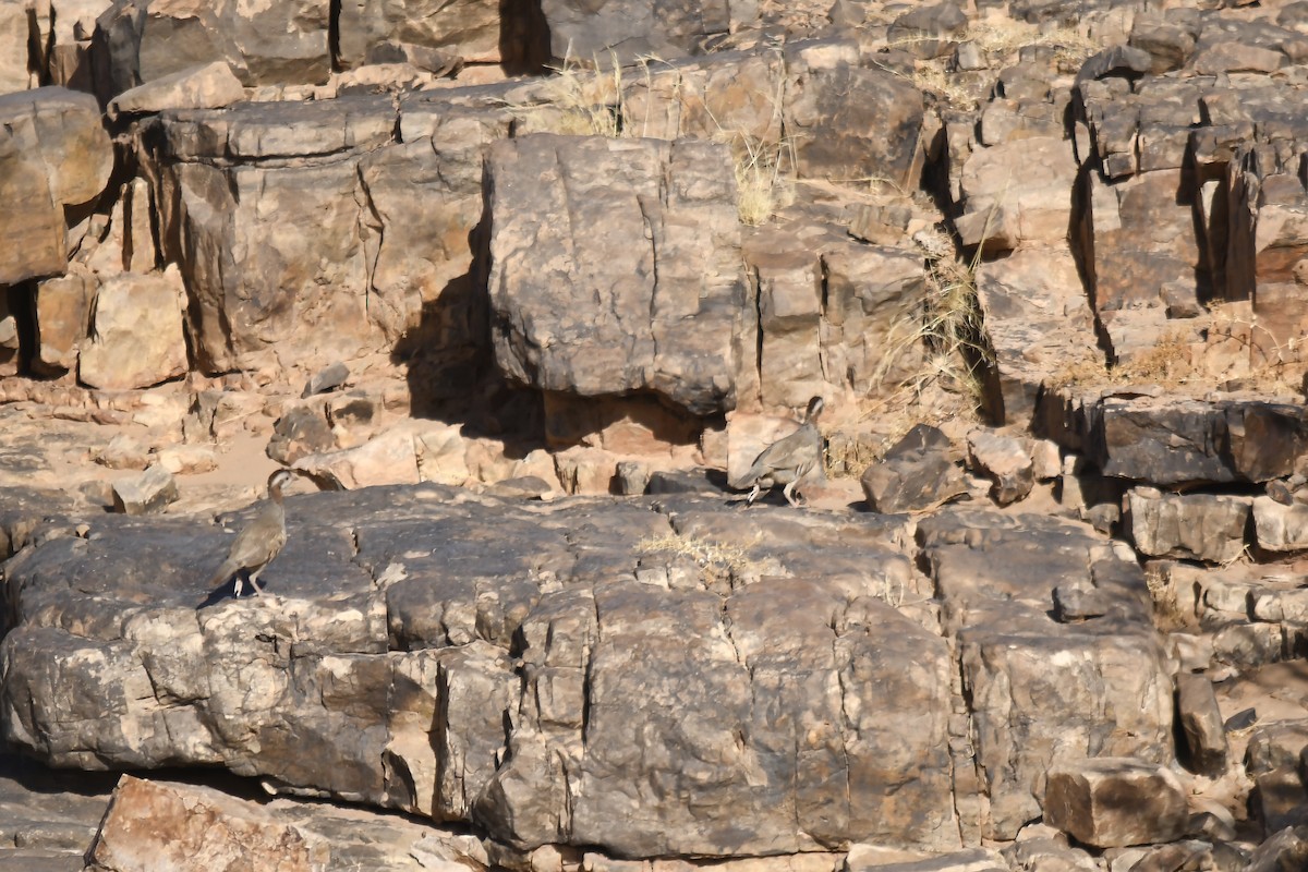 Barbary Partridge - ML642802056