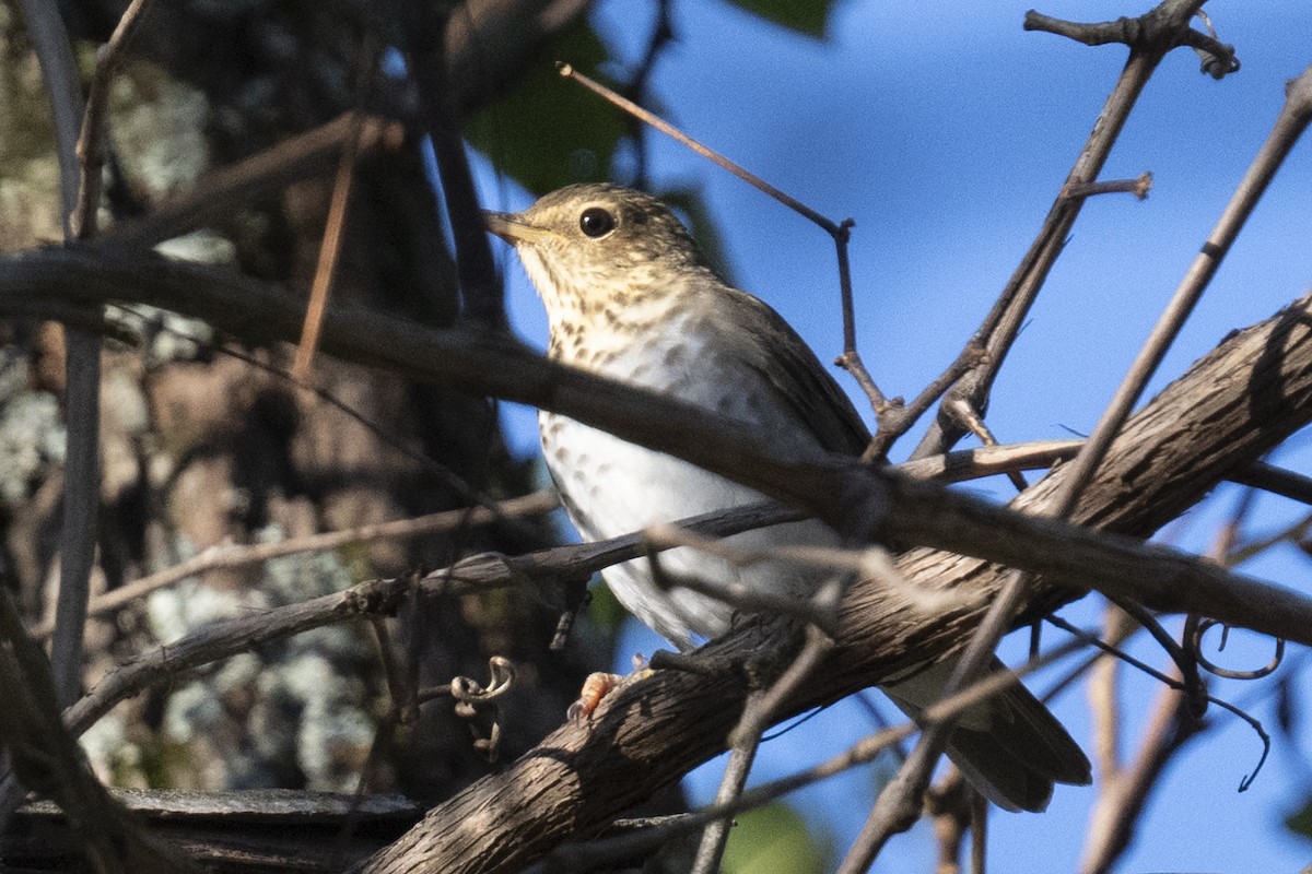Catharus sp. - ML642802061