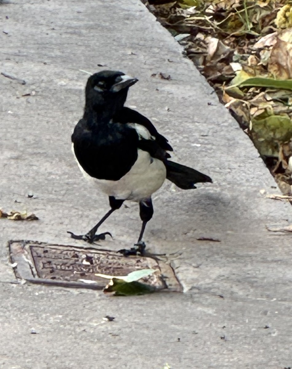 Eurasian Magpie - ML642802084