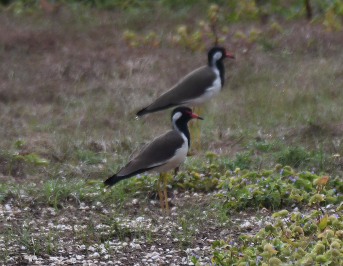 Red-wattled Lapwing - ML642802105