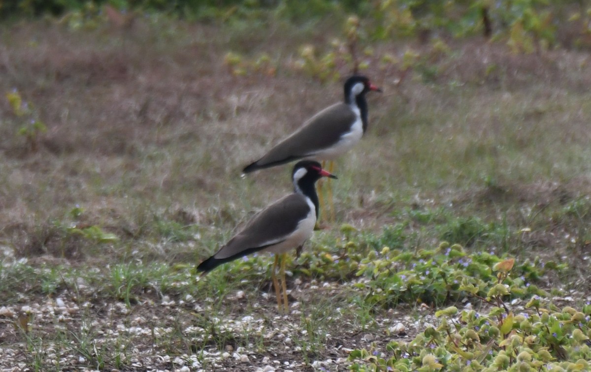 Red-wattled Lapwing - ML642802107
