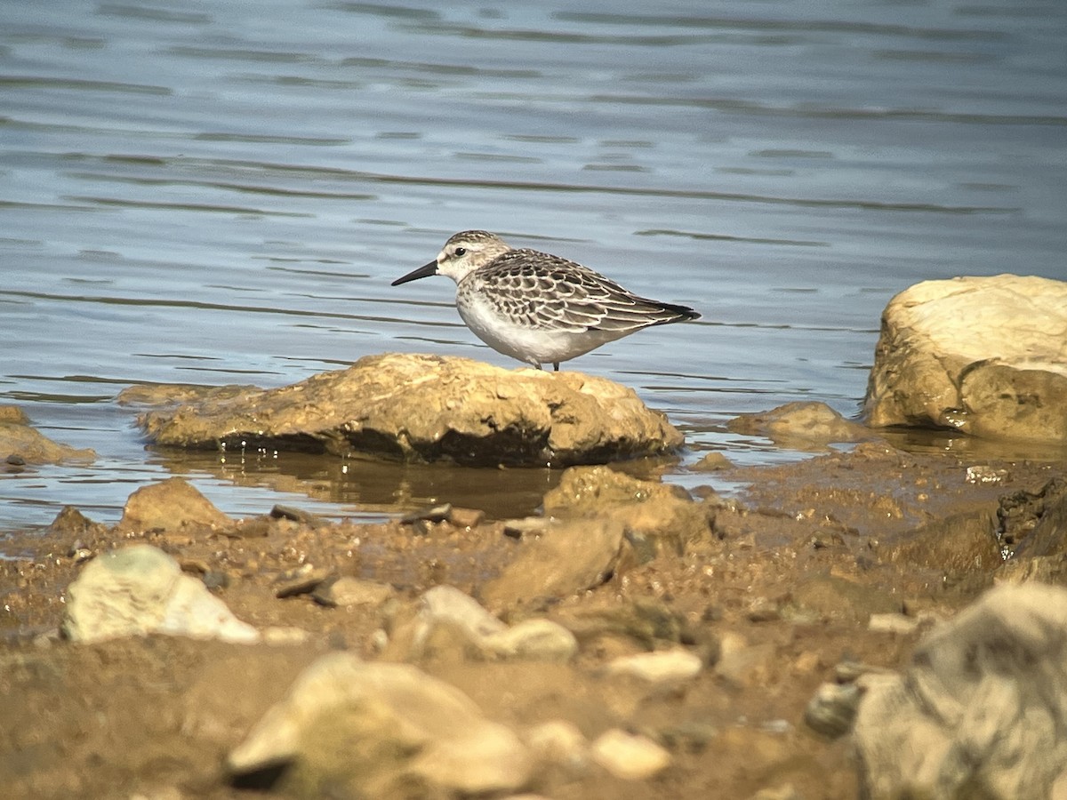 Semipalmated Sandpiper - ML642802109