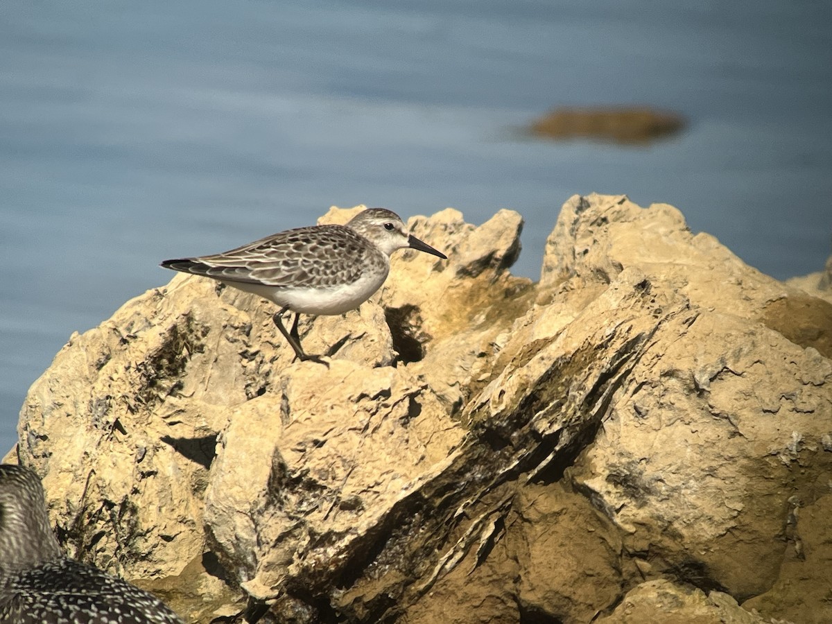 Semipalmated Sandpiper - ML642802110