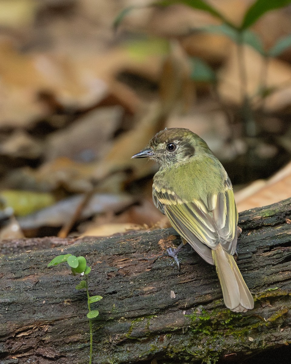 Sepia-capped Flycatcher - ML642802116