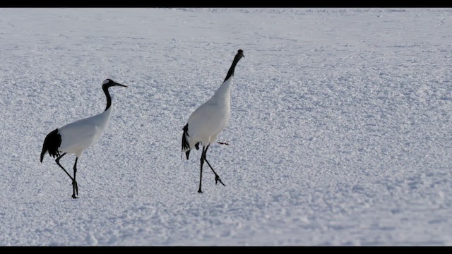 Red-crowned Crane - ML642802122