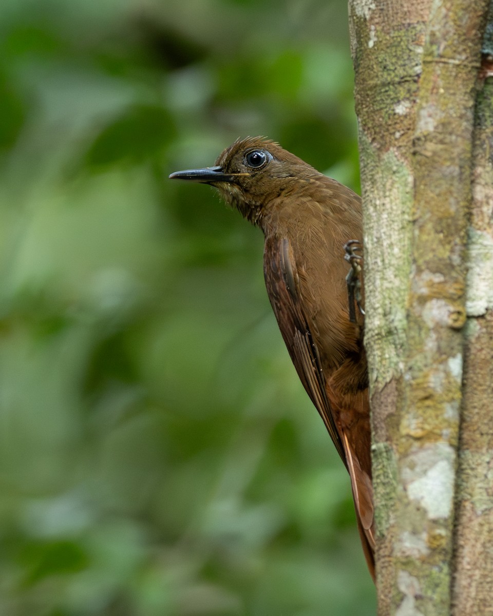 White-chinned Woodcreeper - ML642802131
