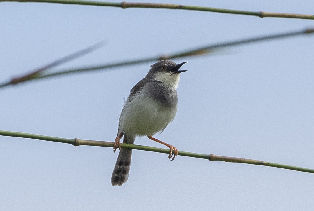Gray-breasted Prinia - ML642802145