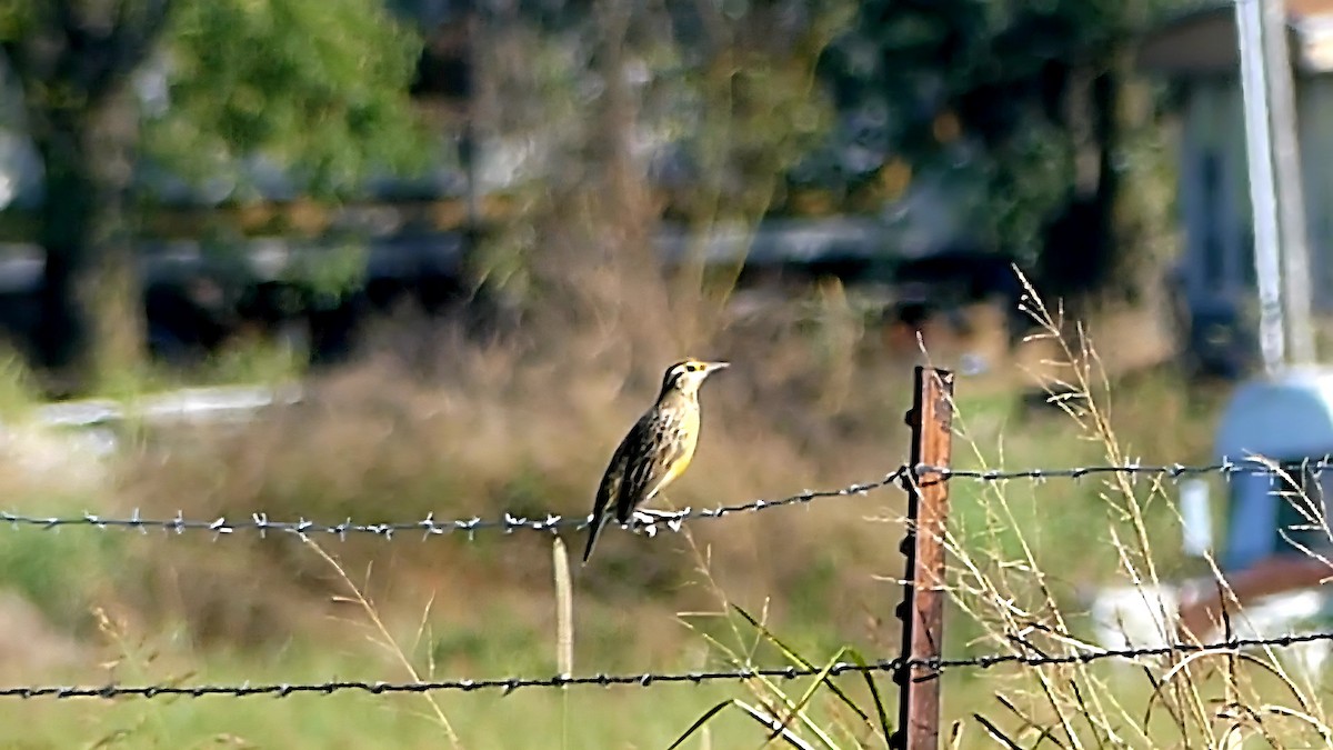 Eastern Meadowlark - ML642802148