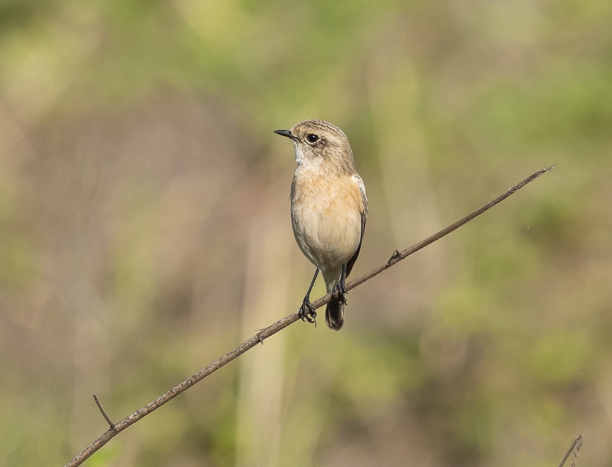 Siberian Stonechat - ML642802160