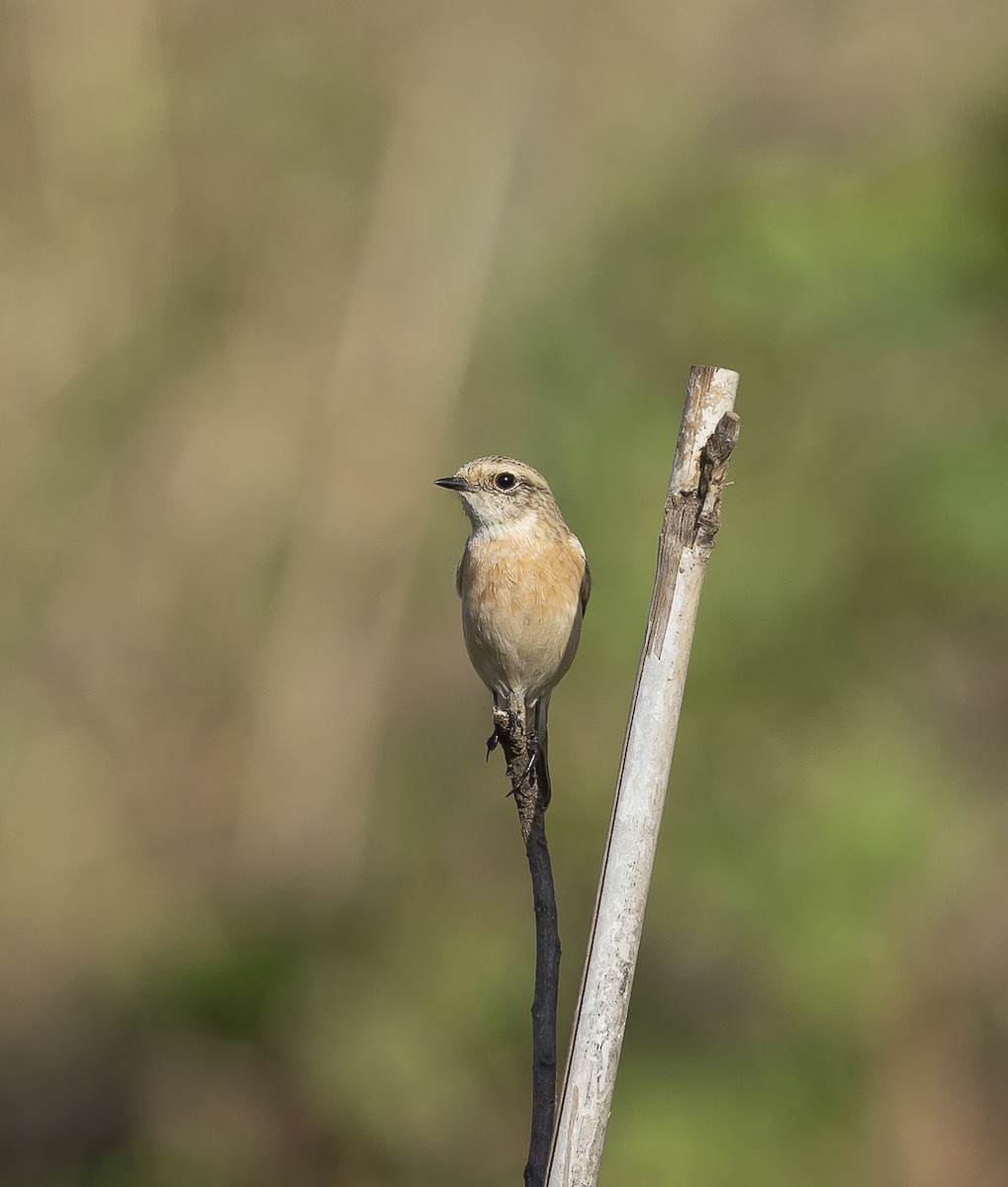 Siberian Stonechat - ML642802161