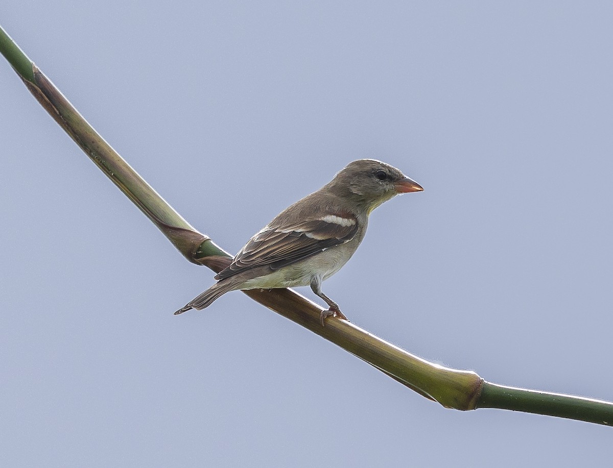 Yellow-throated Sparrow - ML642802165