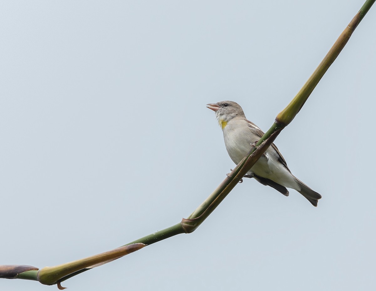 Yellow-throated Sparrow - ML642802166