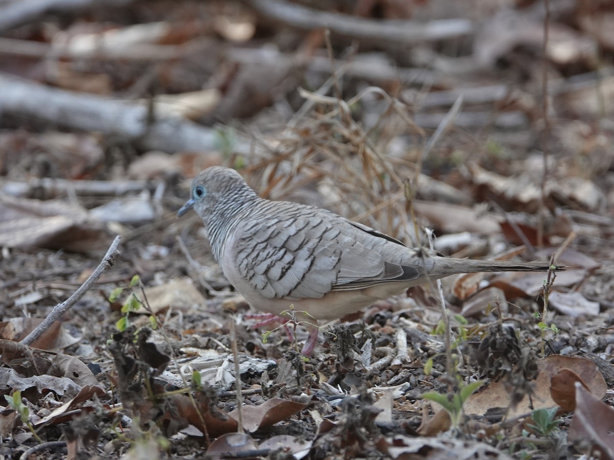 Peaceful Dove - ML642802193