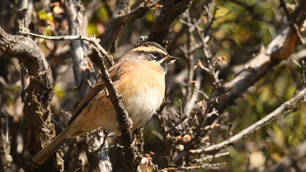 Black-throated Accentor - ML642802197