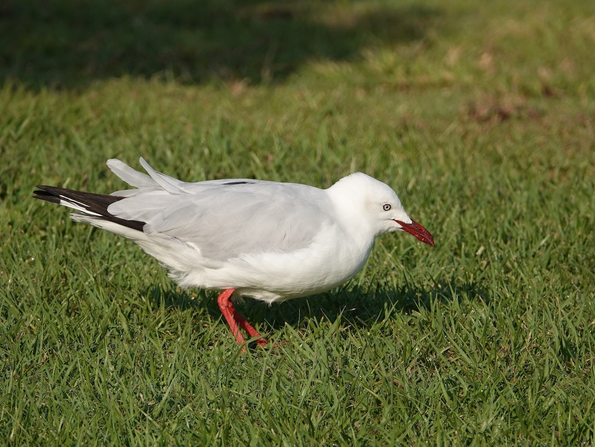 Silver Gull (Silver) - ML642802204