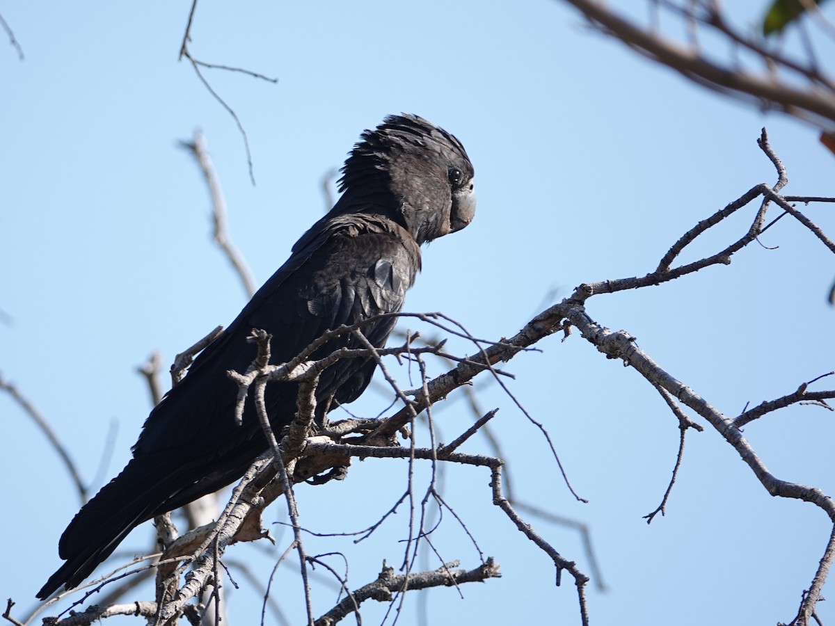 Red-tailed Black-Cockatoo - ML642802209