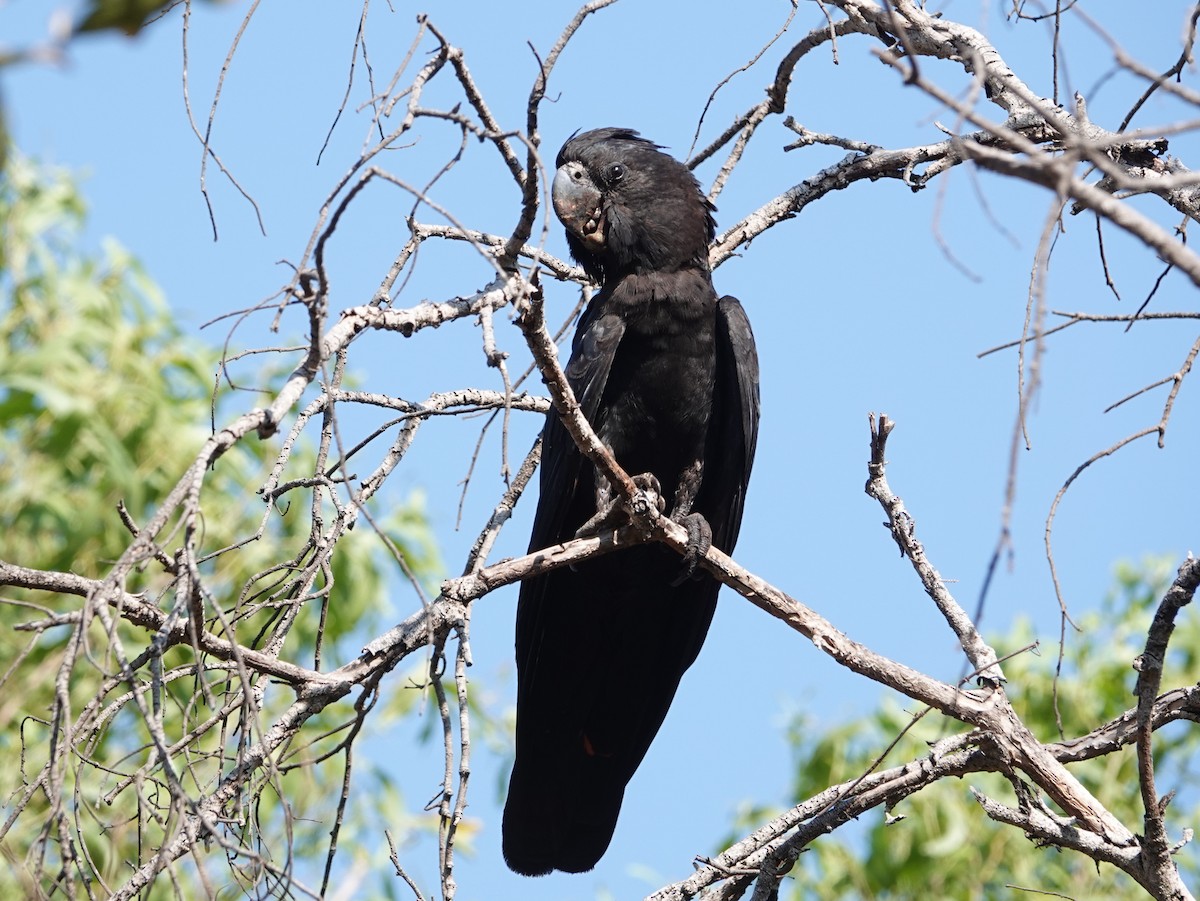 Red-tailed Black-Cockatoo - ML642802210