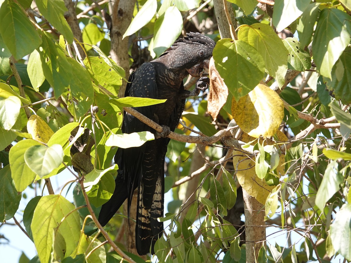 Red-tailed Black-Cockatoo - ML642802211