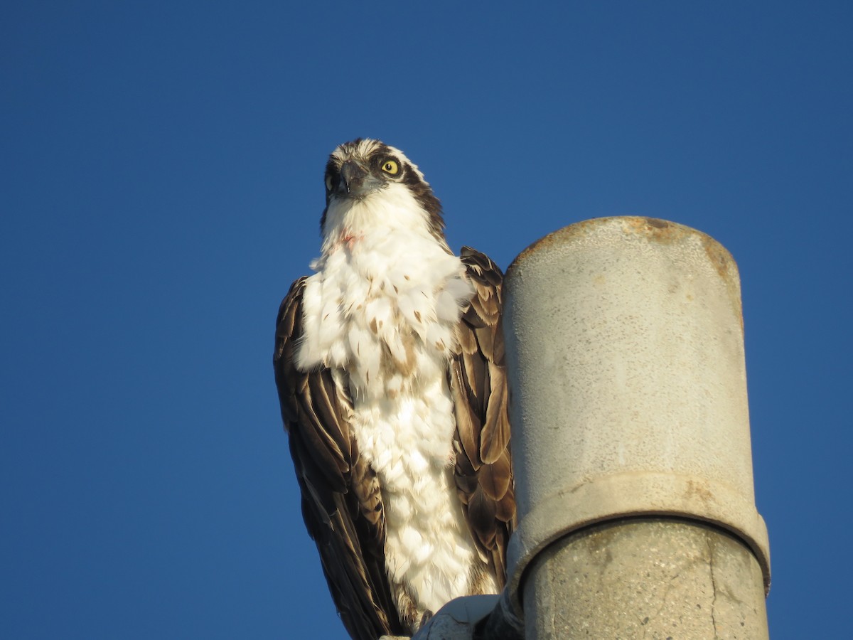 Osprey - ML642802217