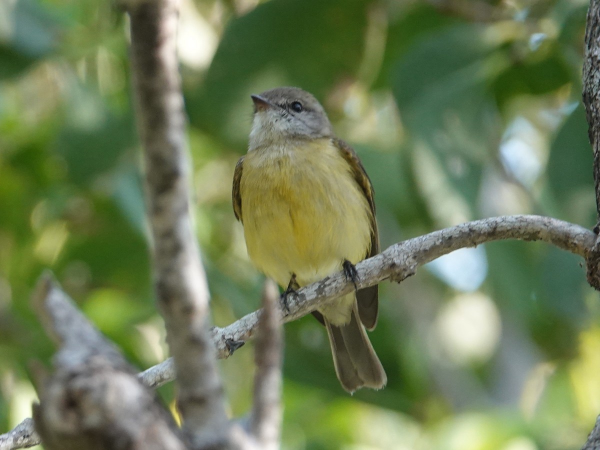 Lemon-bellied Flyrobin (Lemon-bellied) - ML642802225