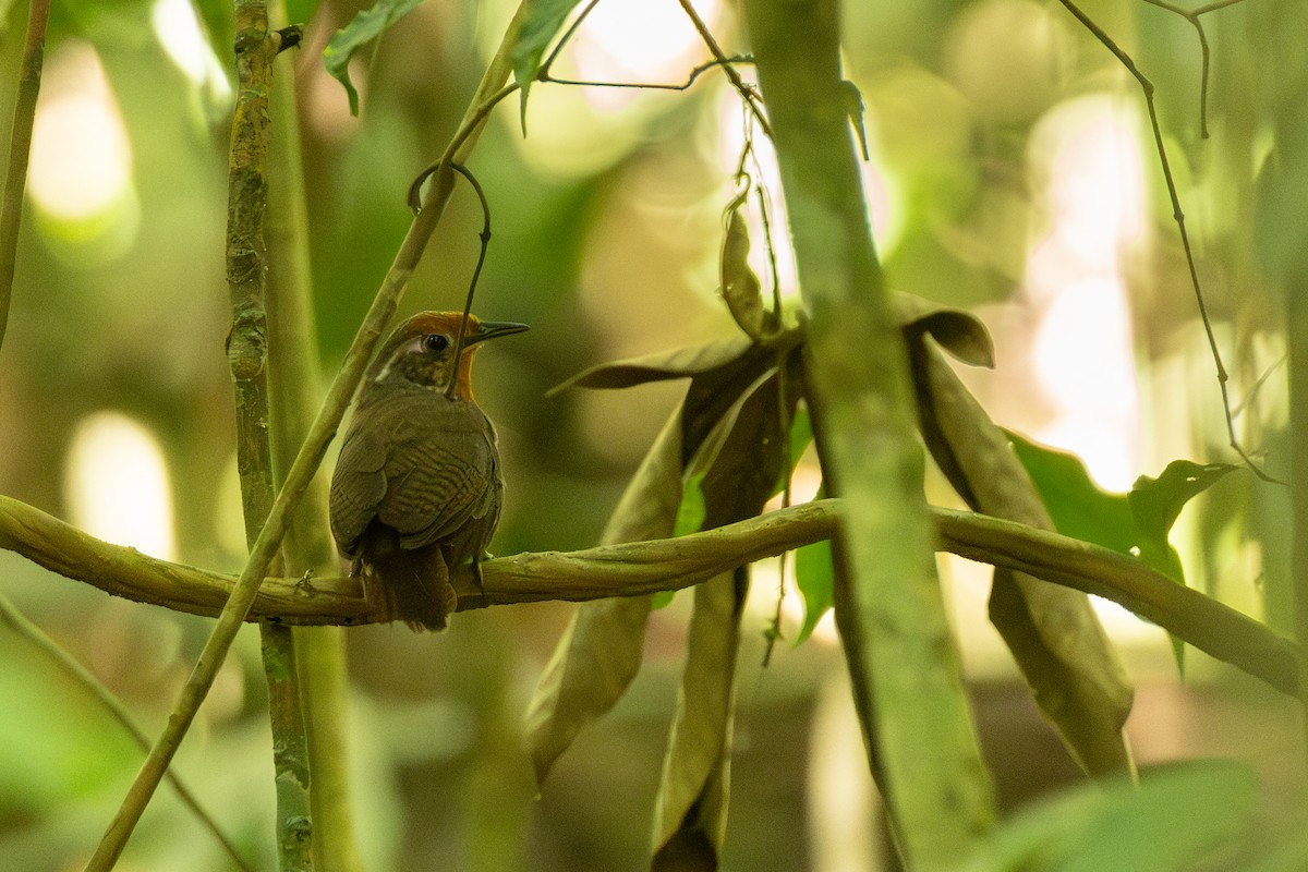Musician Wren - ML642802263