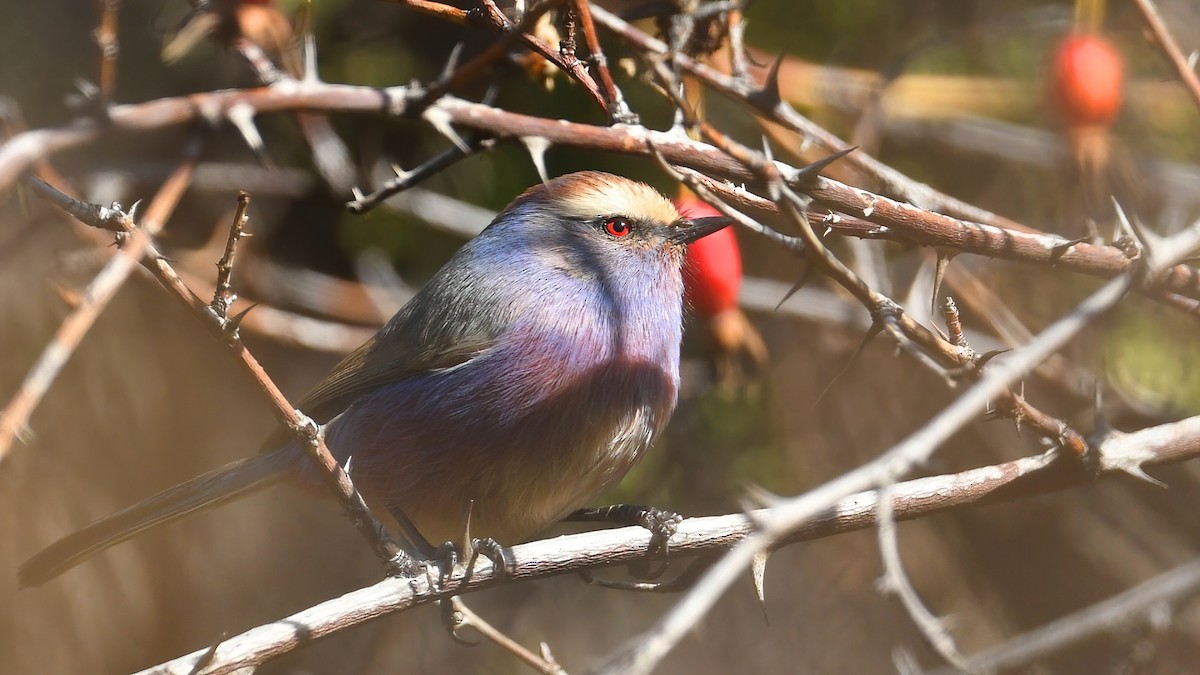 White-browed Tit-Warbler - ML642802264