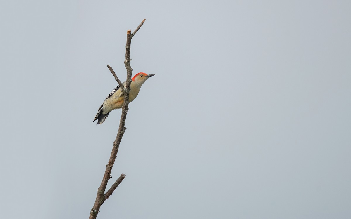 Red-bellied Woodpecker - ML642802274