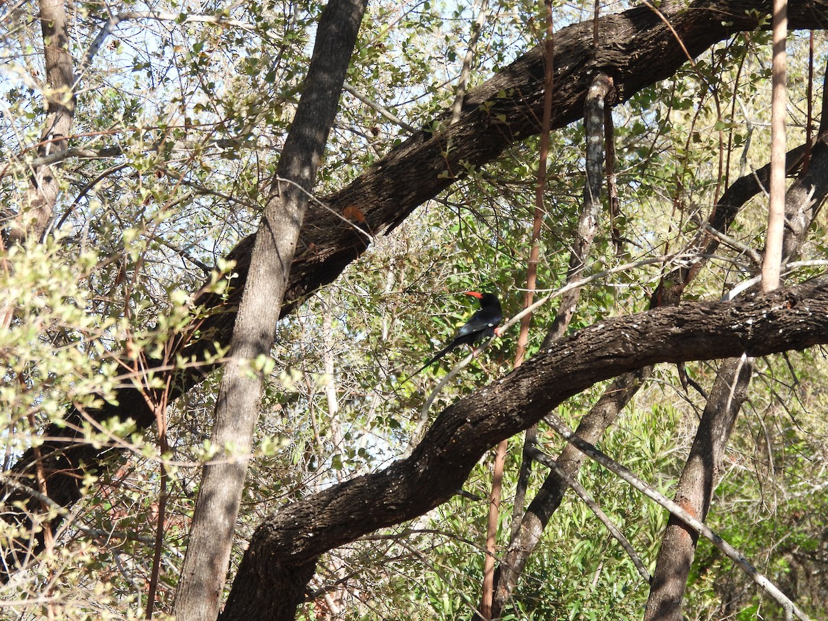 Green Woodhoopoe - ML642802289
