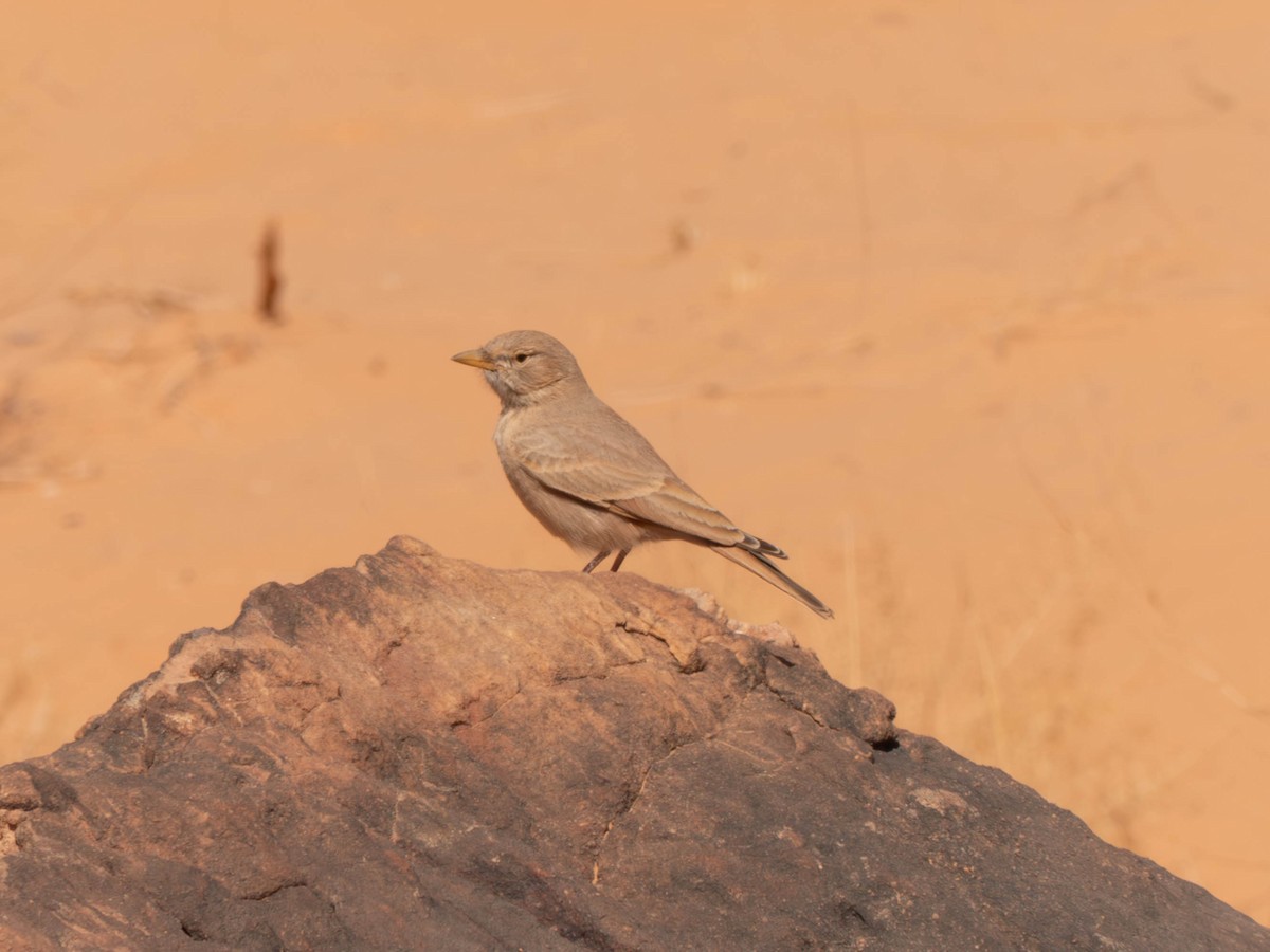 Desert Lark - ML642802309