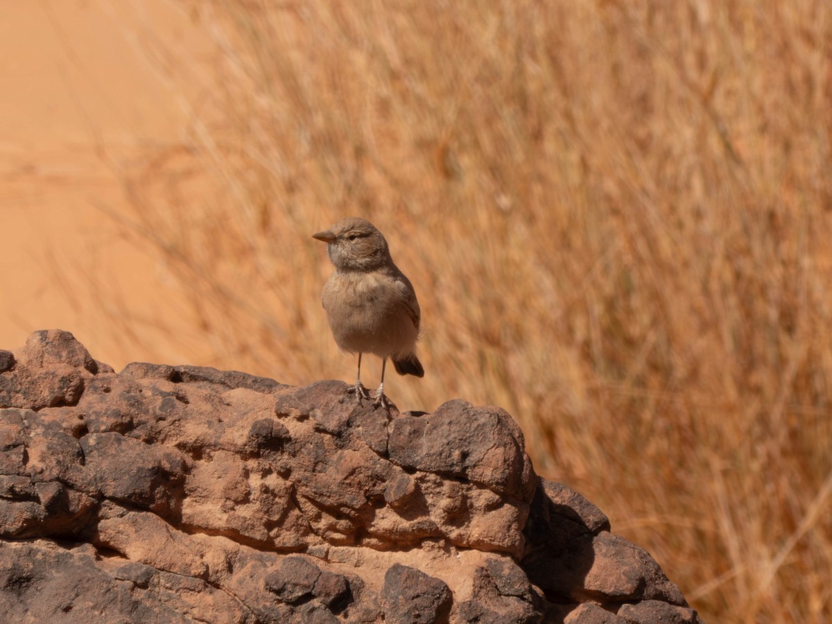 Desert Lark - ML642802310