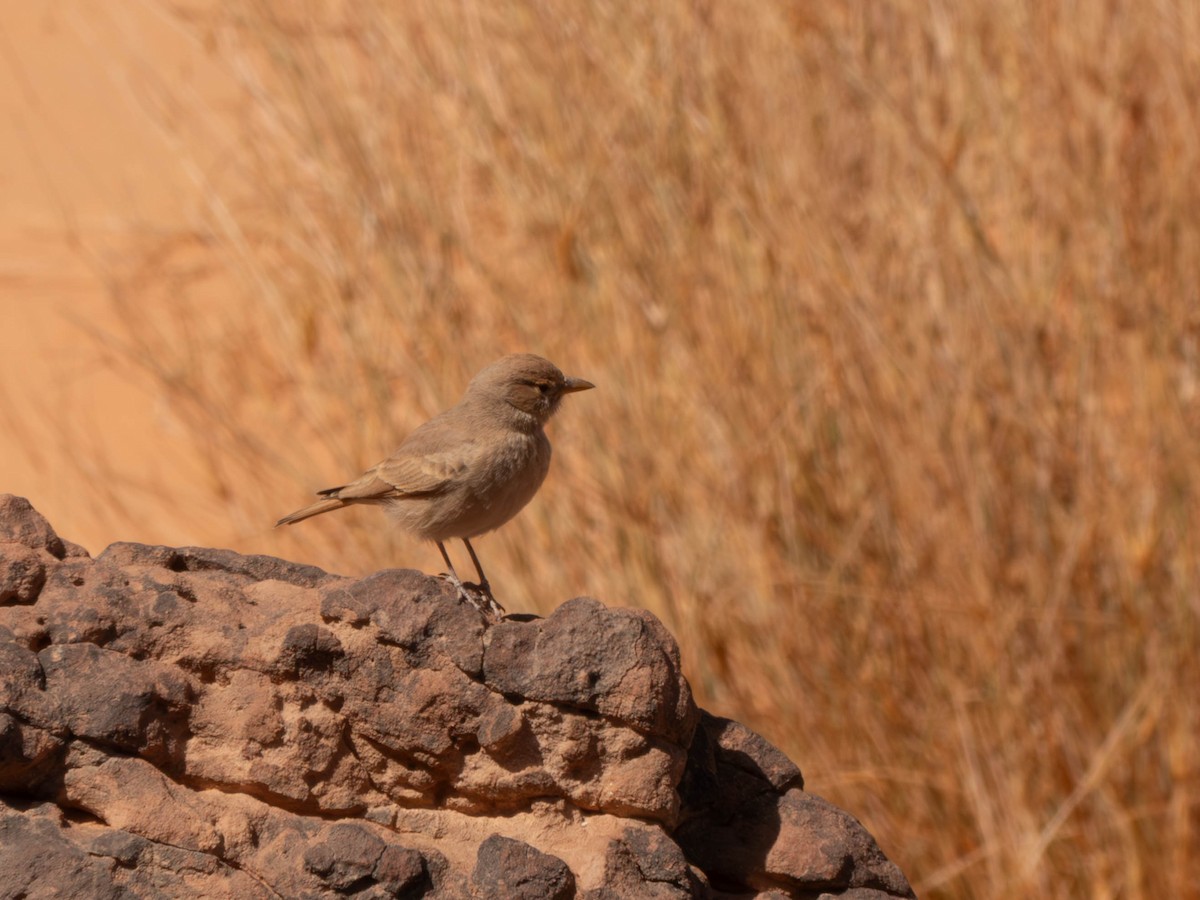 Desert Lark - ML642802311