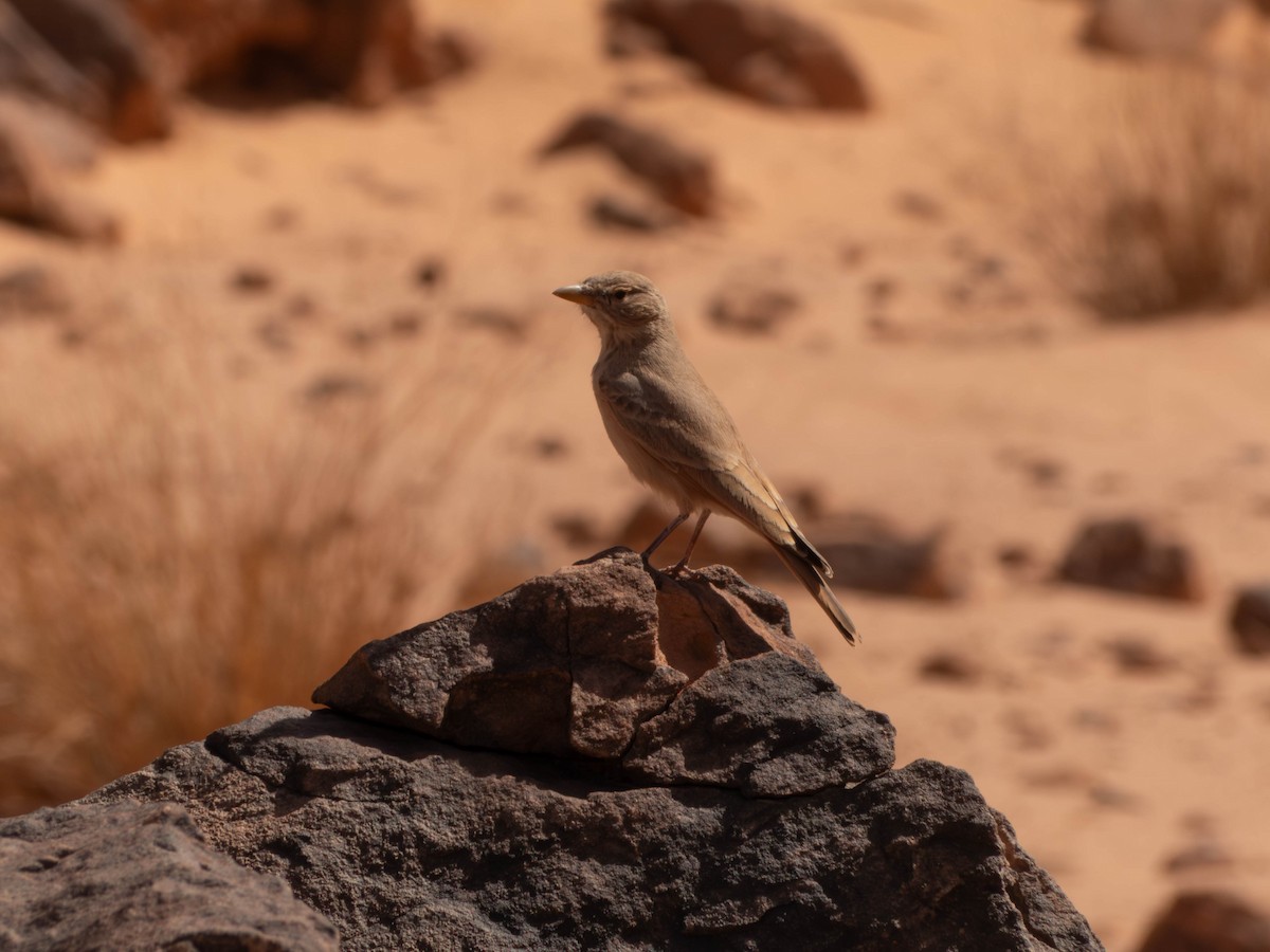 Desert Lark - ML642802312