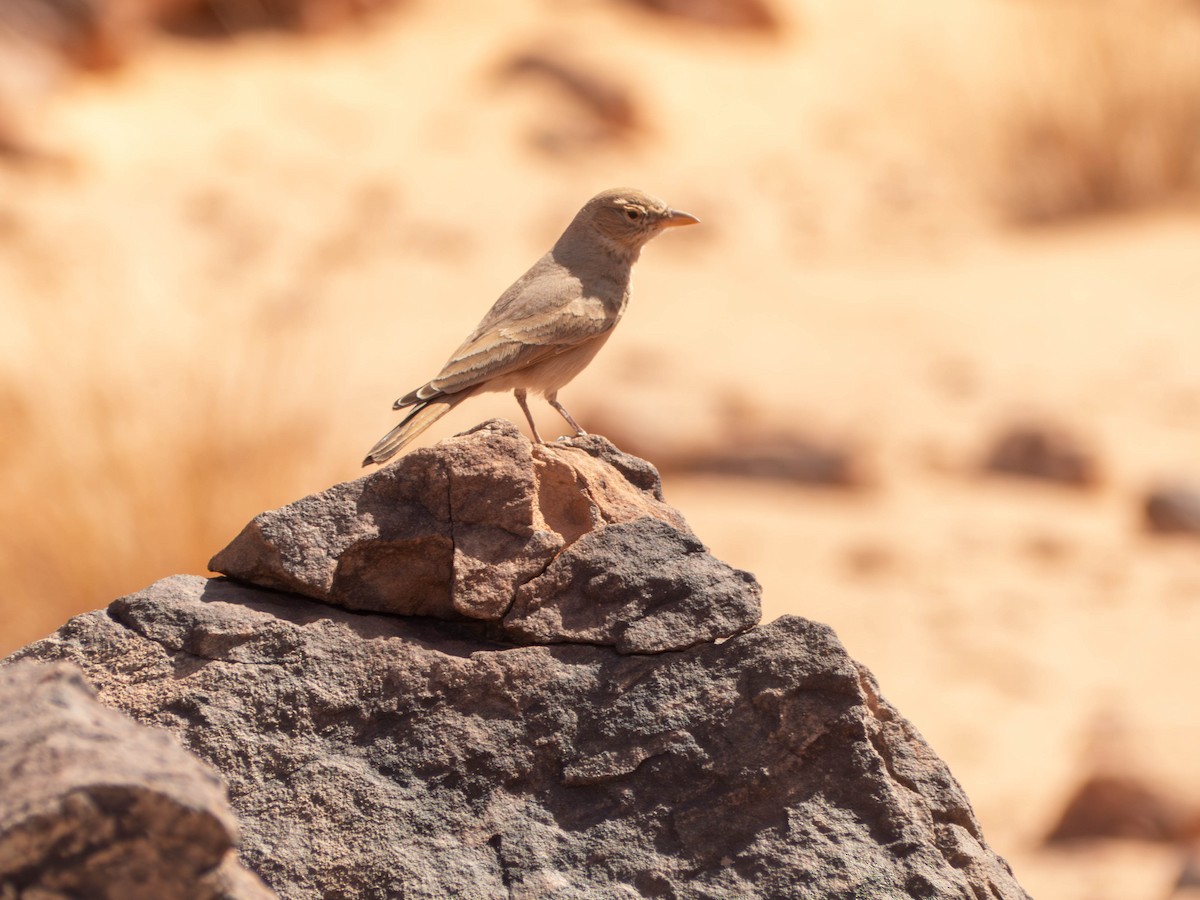 Desert Lark - ML642802313