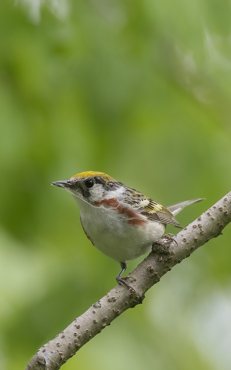 Chestnut-sided Warbler - ML642802320