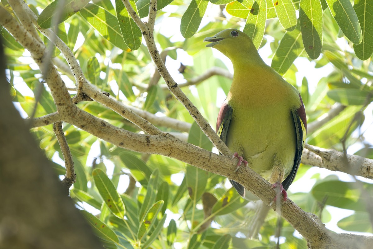 Ashy-headed Green-Pigeon - ML642802321