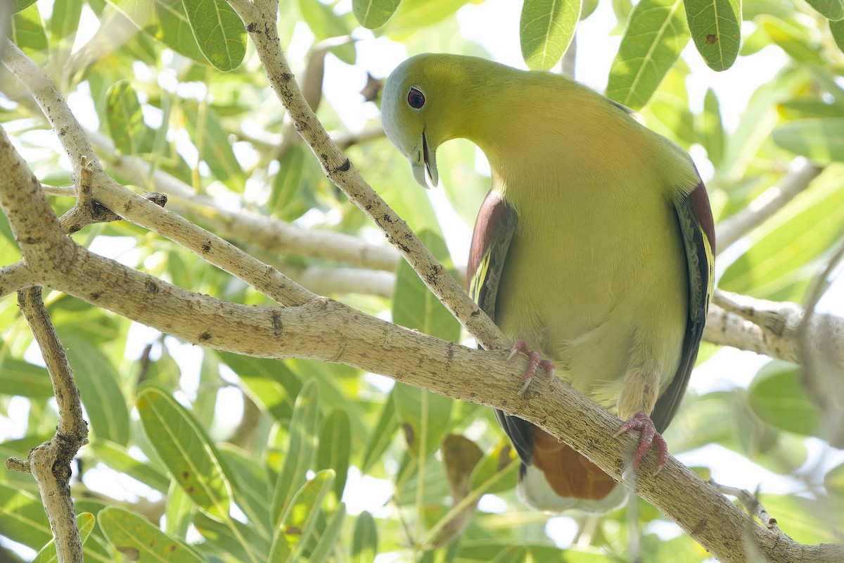 Ashy-headed Green-Pigeon - ML642802322
