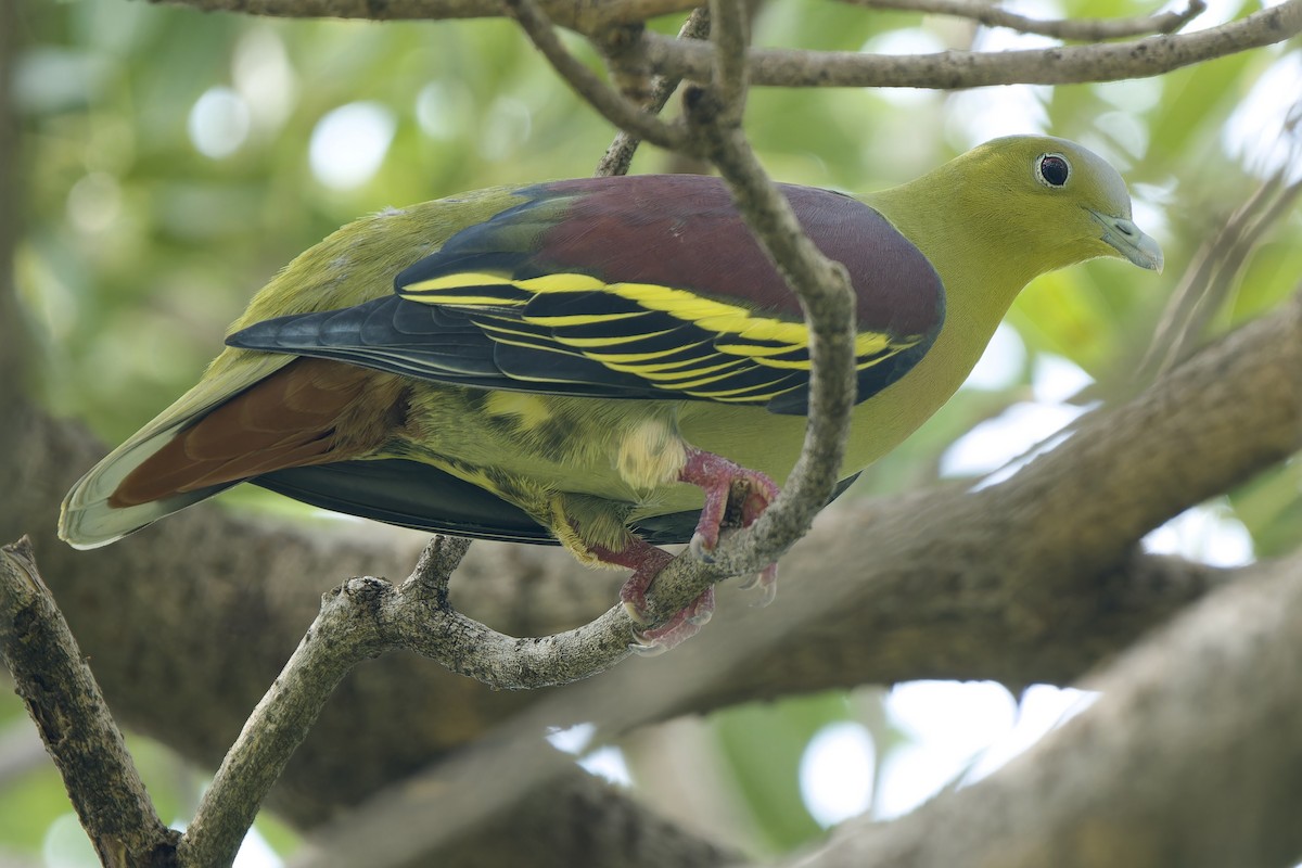 Ashy-headed Green-Pigeon - ML642802323
