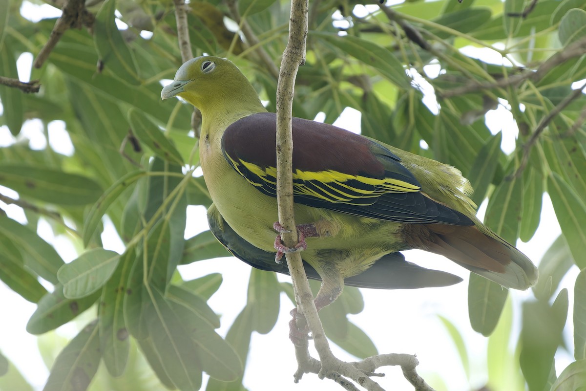 Ashy-headed Green-Pigeon - ML642802324