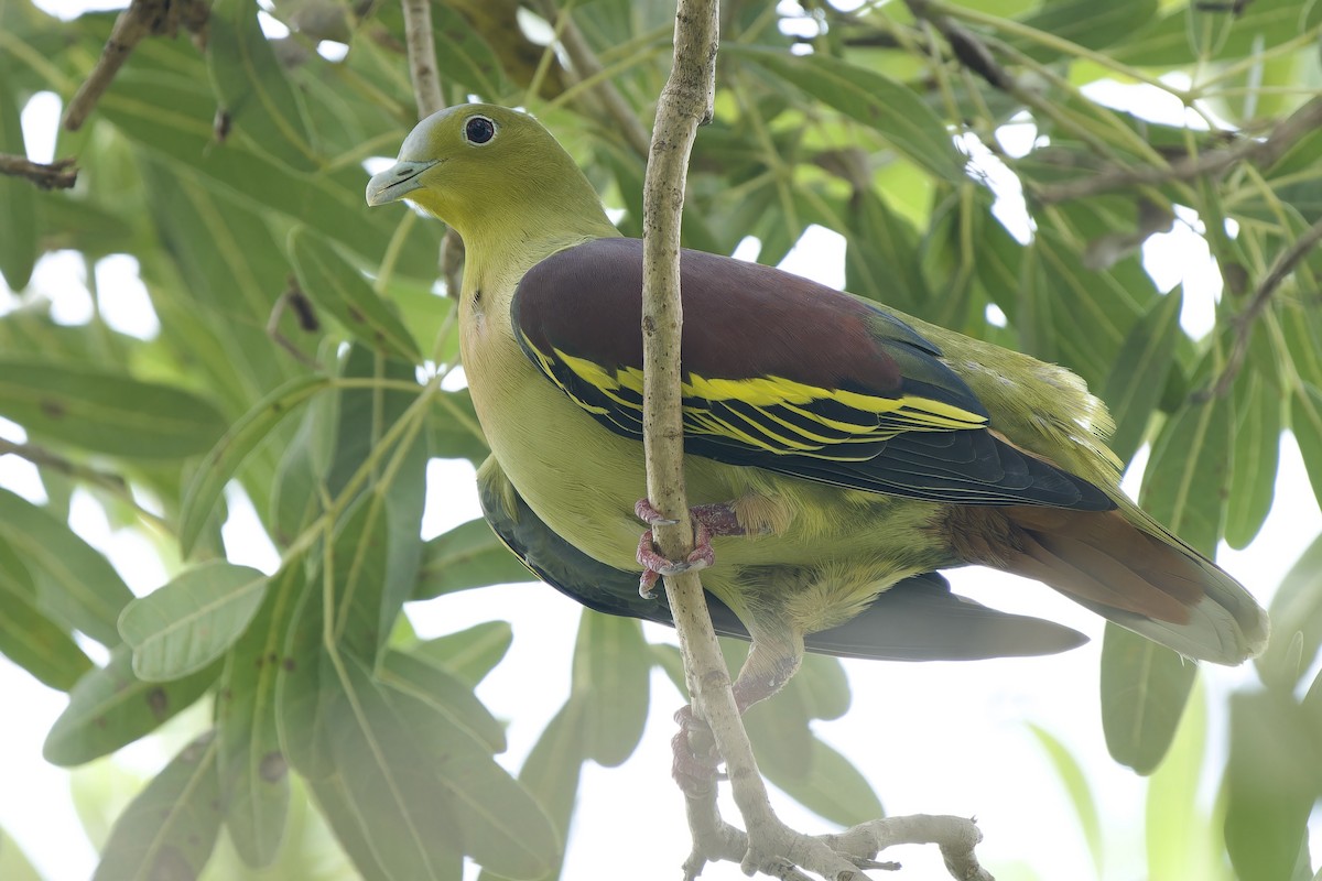 Ashy-headed Green-Pigeon - ML642802325