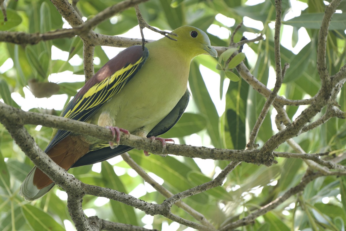 Ashy-headed Green-Pigeon - ML642802326