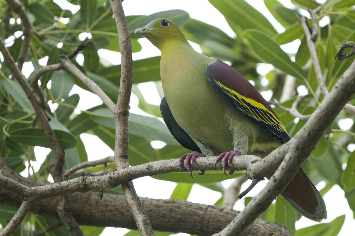 Ashy-headed Green-Pigeon - ML642802327